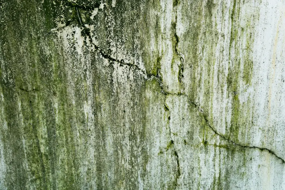 Our Story: Dedicated to a Mold-Free Greenville